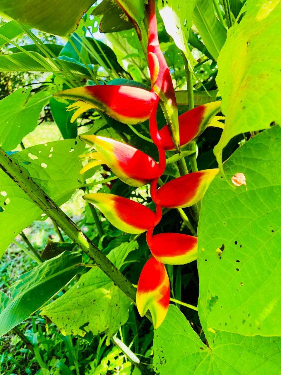 Casa Oceana Bed & Breakfast Bocas del Toro Zewnętrze zdjęcie